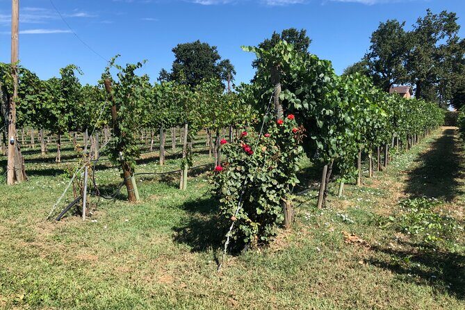 All In: Lambo,Ferrari,Balsamic,Wine, Parmigiano, PrivateTransport - Gavioli Antica Cantina: wine museum, cellars, and three tastings