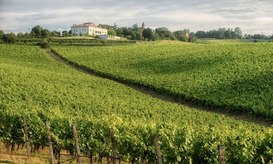 Bologna Vineyard Vista: a journey through Emilian wines - The Deluxe Experience: vineyard walk plus five standout wines
