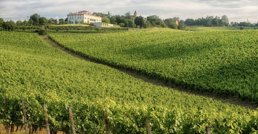 Bologna Vineyard Vista: a journey through Emilian wines - Who should book Bologna Vineyard Vista