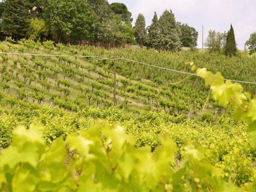 Boutique Winery Tour with Wine Tasting & Food in Bologna - The Colli Bolognesi Setting and the Value of a Small-Group Wine Lesson