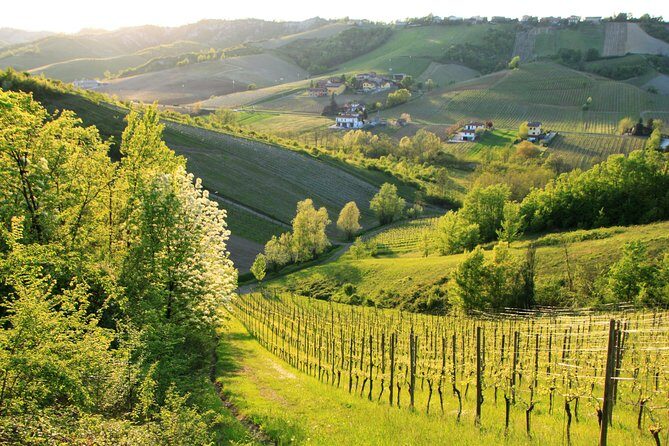 Wine experience Bologna hills - Price and Value: What $337.15 Buys You in Real Life